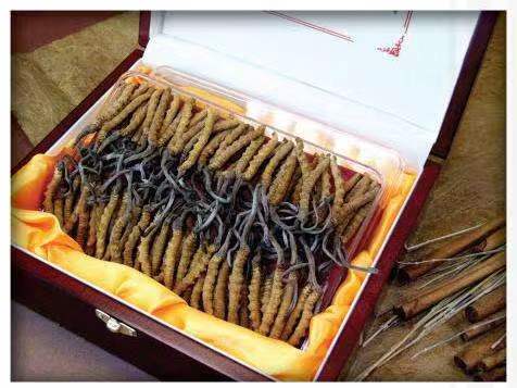 怀宁冬虫夏草回收